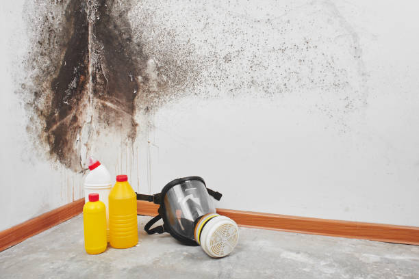 Best Local Mold Removal Service  in San Carlos, TX