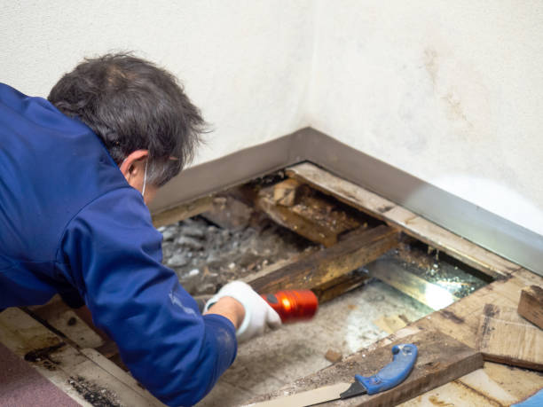 Best Mold Testing  in San Carlos, TX