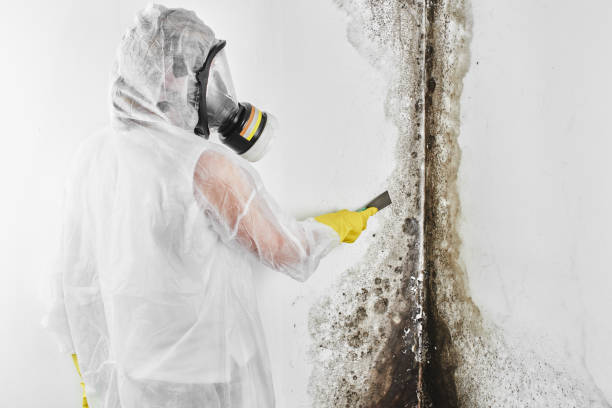 Best Attic Mold Removal  in San Carlos, TX