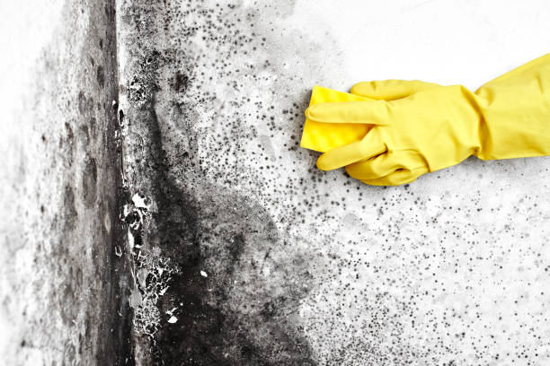 Best Fast Mold Removal  in San Carlos, TX