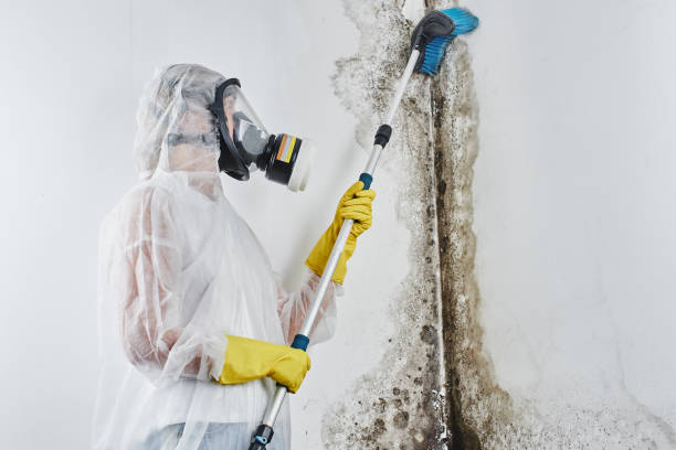 Best Black Mold Removal  in San Carlos, TX