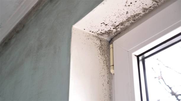 Best Certified Mold Removal  in San Carlos, TX