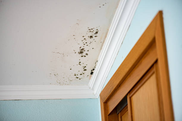 Best Black Mold Removal  in San Carlos, TX