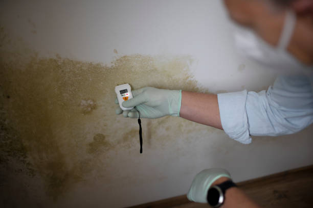 Best Office Mold Removal Services  in San Carlos, TX