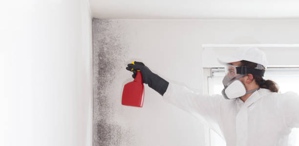 Best Mold Damage Repair  in San Carlos, TX