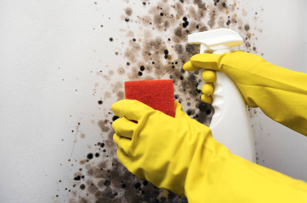 Best Best Mold Removal Companies  in San Carlos, TX