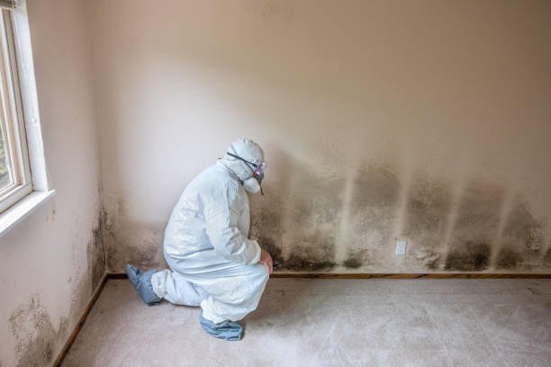 Best Commercial Mold Removal  in San Carlos, TX