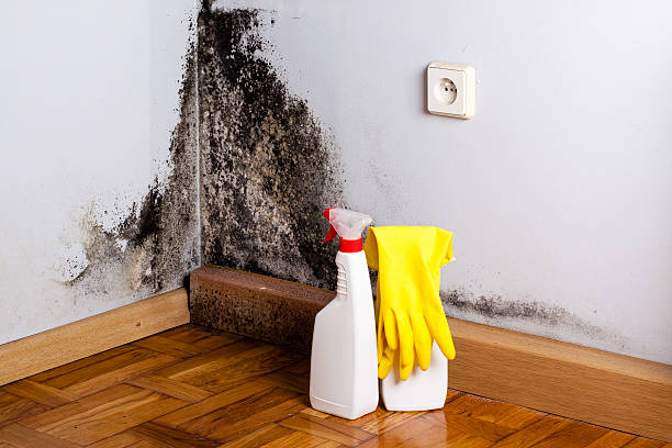Best Mold Damage Repair  in San Carlos, TX