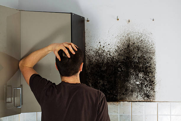  San Carlos, TX Mold Removal Pros