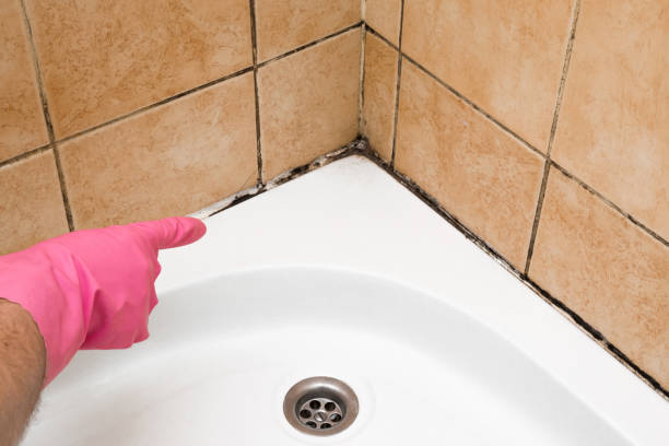 Attic Mold Removal in San Carlos, TX